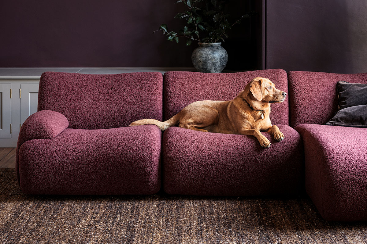 A labrador dog lounges on a contemporary modular sofa in a deep burgundy bouclé